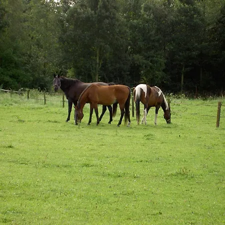 In Near Meinweg Park Posterholt