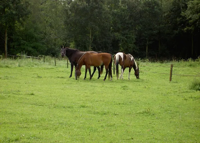 In Near Meinweg Park Posterholt